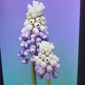 Meet your Posher, Perl